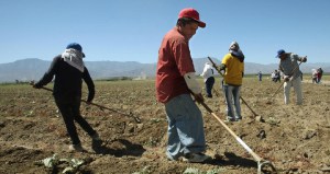 FOR USE WITH STORY BY PAULA BUSTAMANTE, US-SOCIAL-ECO-IMMIGRATION Pedro Clemente, 18, (C) and his wife Maria Rafael , 17, (L) undocumented farm laborers from Mexico, work in an artichoke field in Thermal, California, 25 September 2007. Thermal and the surrounding unincorporated towns, which share the Coachella Valley with the world-class golf resorts and private clubs of Palm Springs less than 30 miles (48.2 km) away, are host to hundreds of legal and illegal trailer parks where desperately poor Latino workers live in an environment lacking the most basic santitary conditions while holding jobs in argiculture, cleaning or construction.   AFP PHOTO/ROBYN BECK (Photo credit should read ROBYN BECK/AFP/Getty Images)