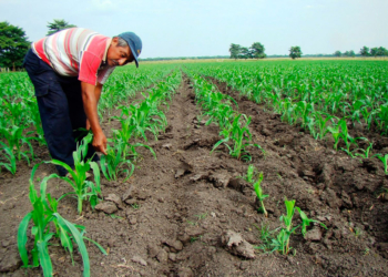 Foto: tierrafertil.com.mx