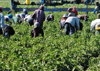 harvesting yellow peppers