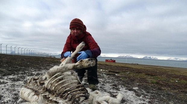 Investigadores del Instituto Polar Noruego