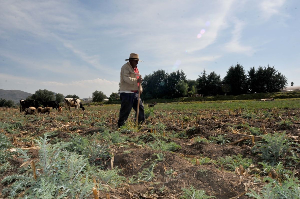 60102027. Alcoman, 2 de Enero 2016. (Notimex- Pedro Sánchez).-Los hombres de campo no abandonan sus labores, desde los primeros días del año continúan con sus jornadas agrícolas, en el Estado de México.
NOTIMEX/FOTO/PEDRO SÁNCHEZ/PSM/COR/HUM