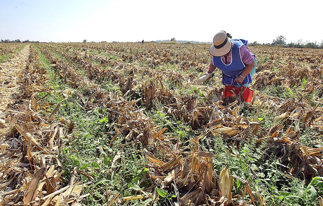 Vista de la zona agricola productora de maz por donde se construira una de las avenidas del plan parcial de desarrollo de Zapopan. foto Arturo Campos Cedillo.