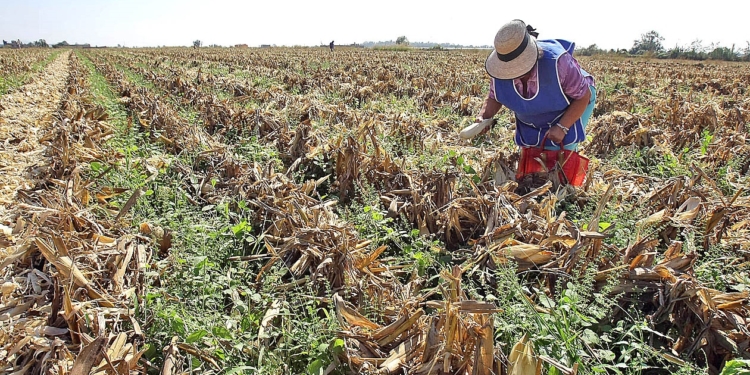 Vista de la zona agricola productora de maz por donde se construira una de las avenidas del plan parcial de desarrollo de Zapopan. foto Arturo Campos Cedillo.