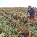 Vista de la zona agricola productora de maz por donde se construira una de las avenidas del plan parcial de desarrollo de Zapopan. foto Arturo Campos Cedillo.