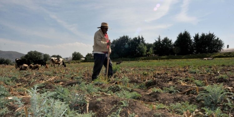 60102027. Alcoman, 2 de Enero 2016. (Notimex- Pedro Sánchez).-Los hombres de campo no abandonan sus labores, desde los primeros días del año continúan con sus jornadas agrícolas, en el Estado de México.
NOTIMEX/FOTO/PEDRO SÁNCHEZ/PSM/COR/HUM
