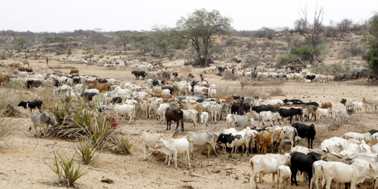 ARCHIVO - Vacas deambulan en el condado de Samburu, Kenia, el sábado 15 de octubre de 2022. (AP Foto/Brian Inganga, Archivo)