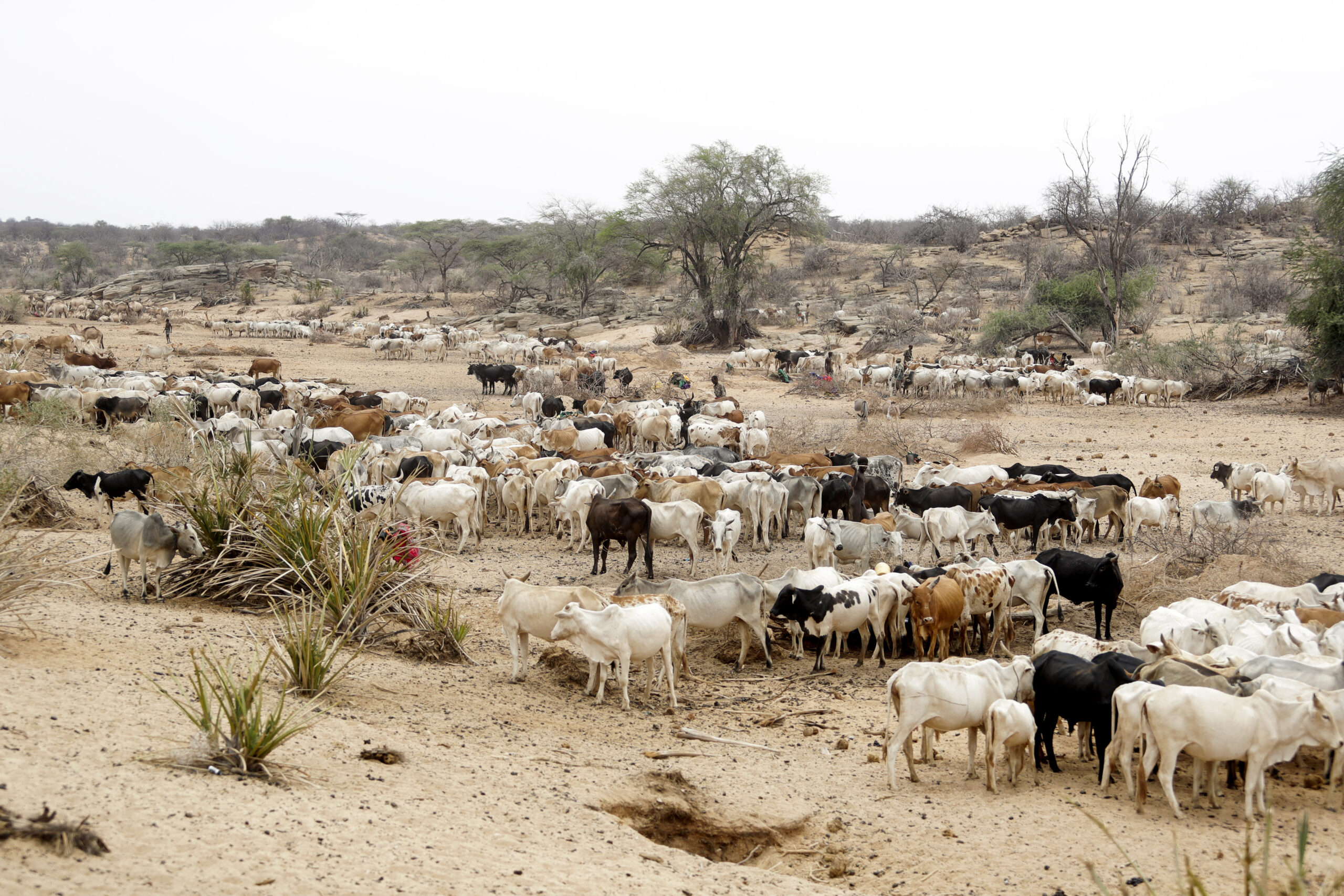 ARCHIVO - Vacas deambulan en el condado de Samburu, Kenia, el sábado 15 de octubre de 2022. (AP Foto/Brian Inganga, Archivo)
