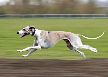 Galgo Stock photos by Vecteezy